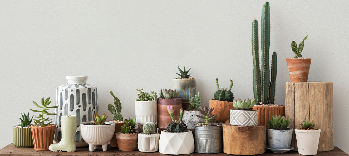 Finding Calm in Chaos: How Keeping Plants Can Help You Thrive